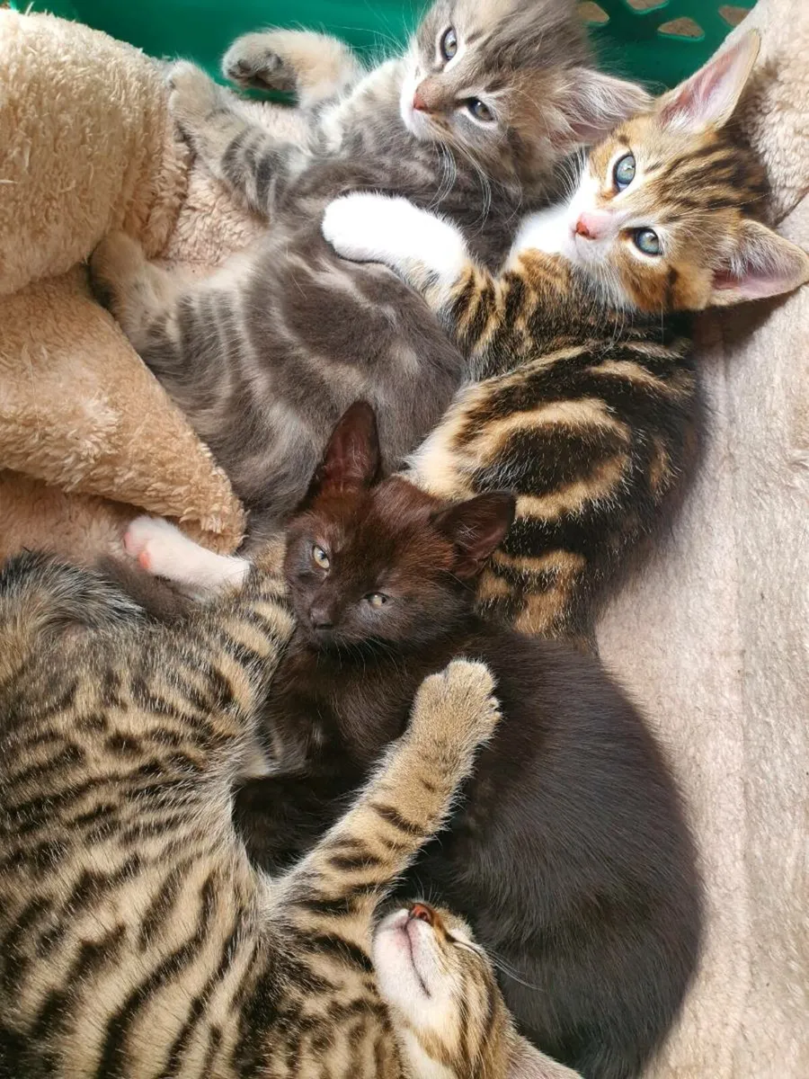 Kittens - Image 4
