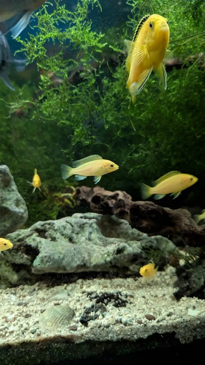 Yellow labs chichlids - Image 2