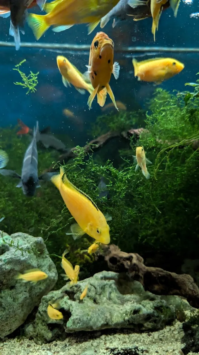 Yellow labs chichlids - Image 3