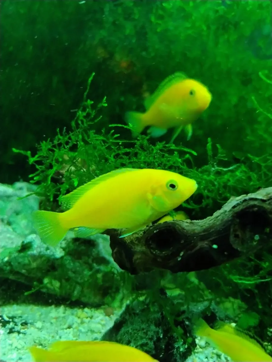 Yellow labs chichlids - Image 1