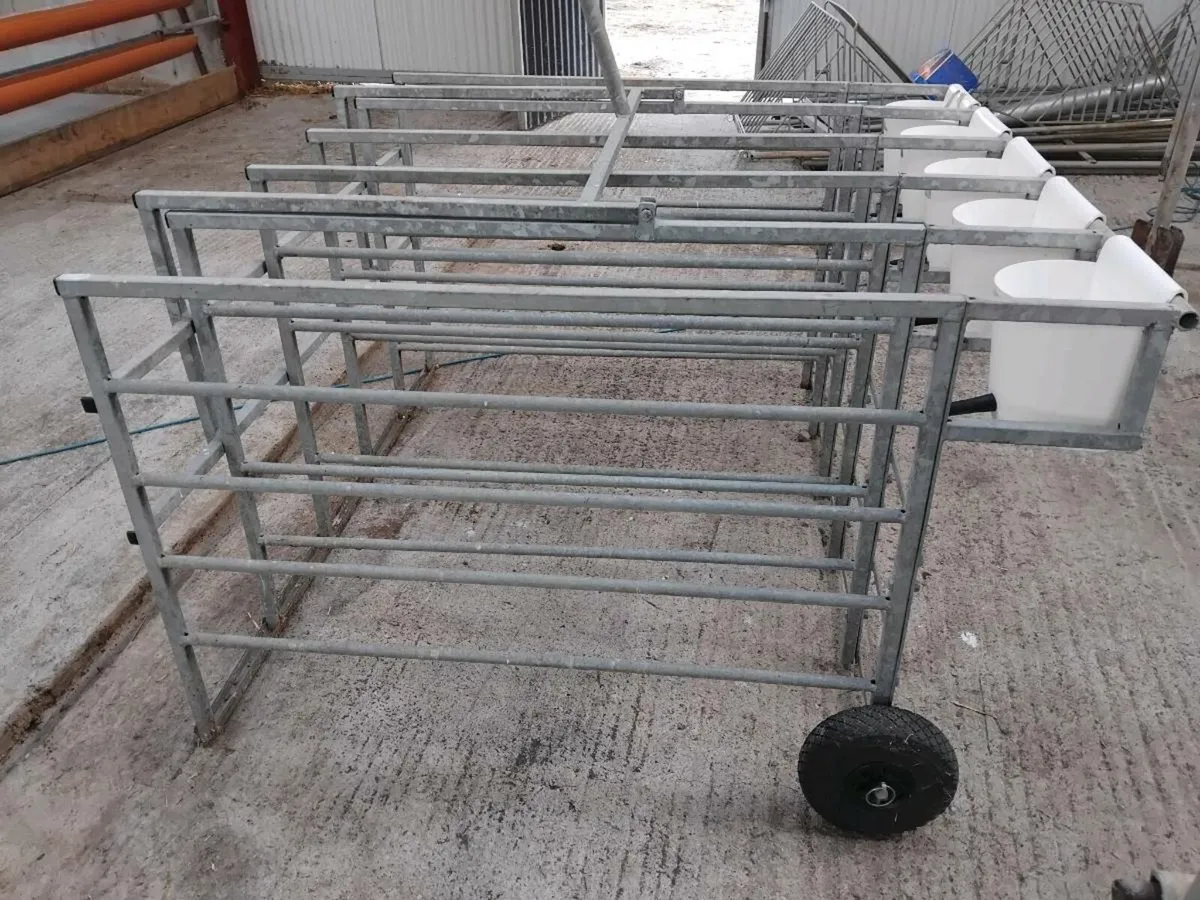 Condon Calf starter box - Image 1
