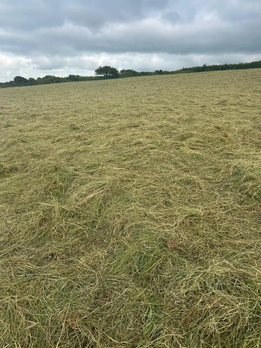 Small square bales of hay - Image 1