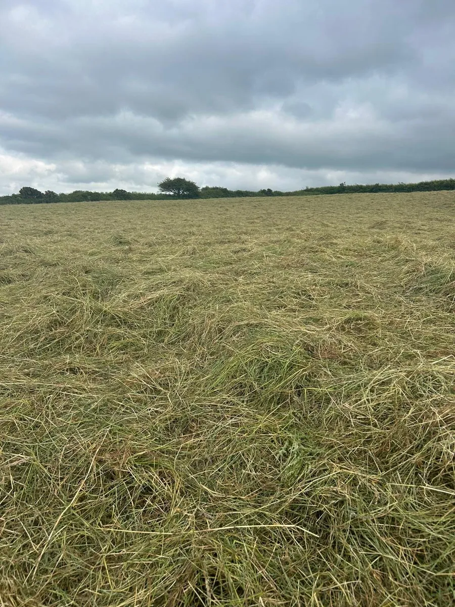 Small square bales of hay - Image 2
