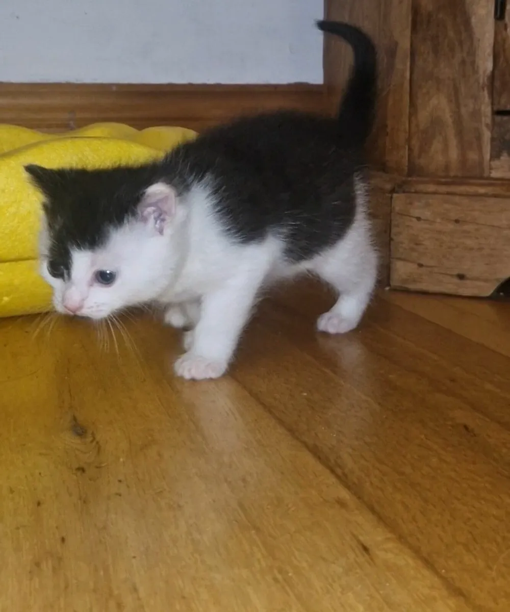 Kittens - Image 3