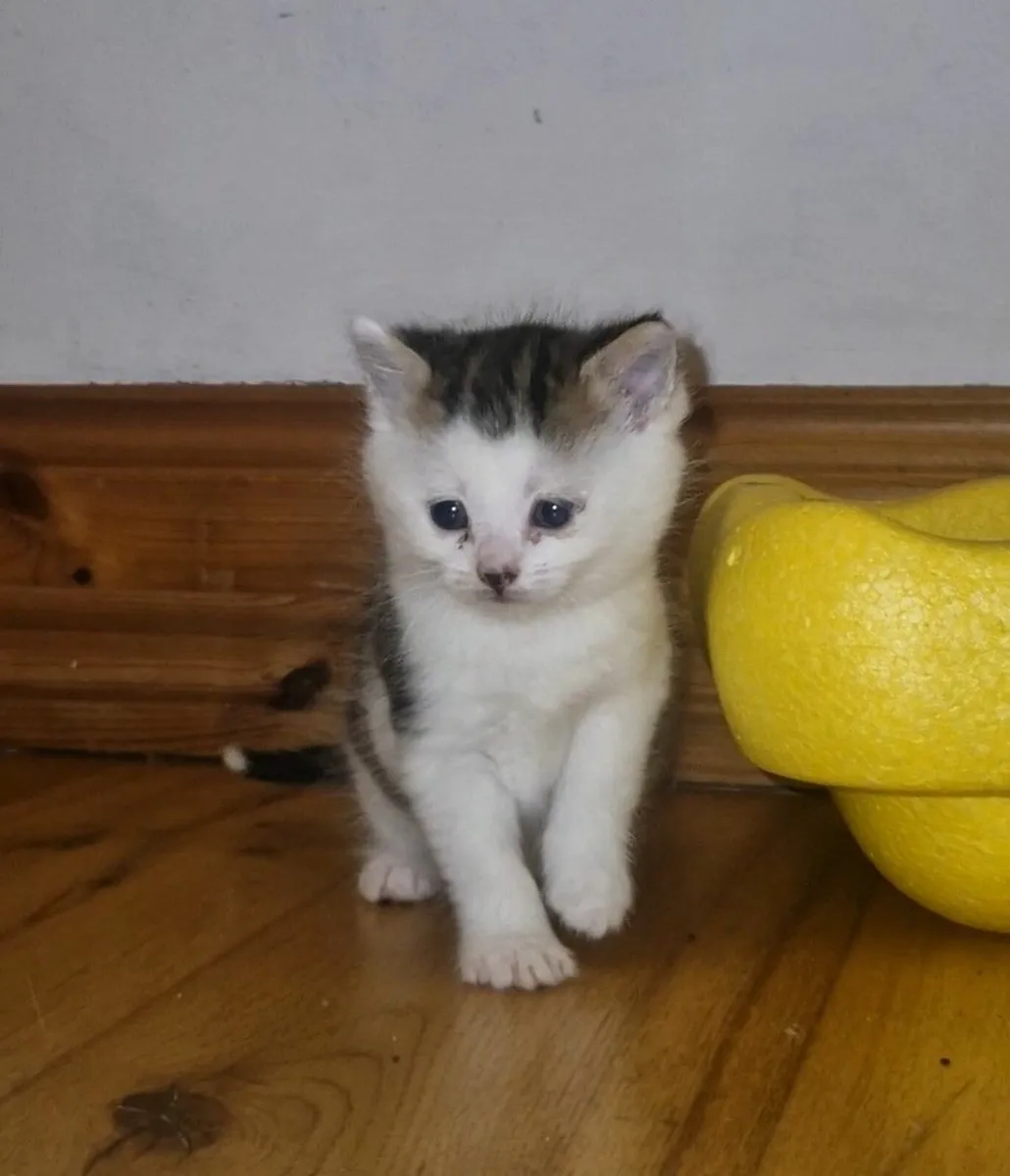 Kittens - Image 2