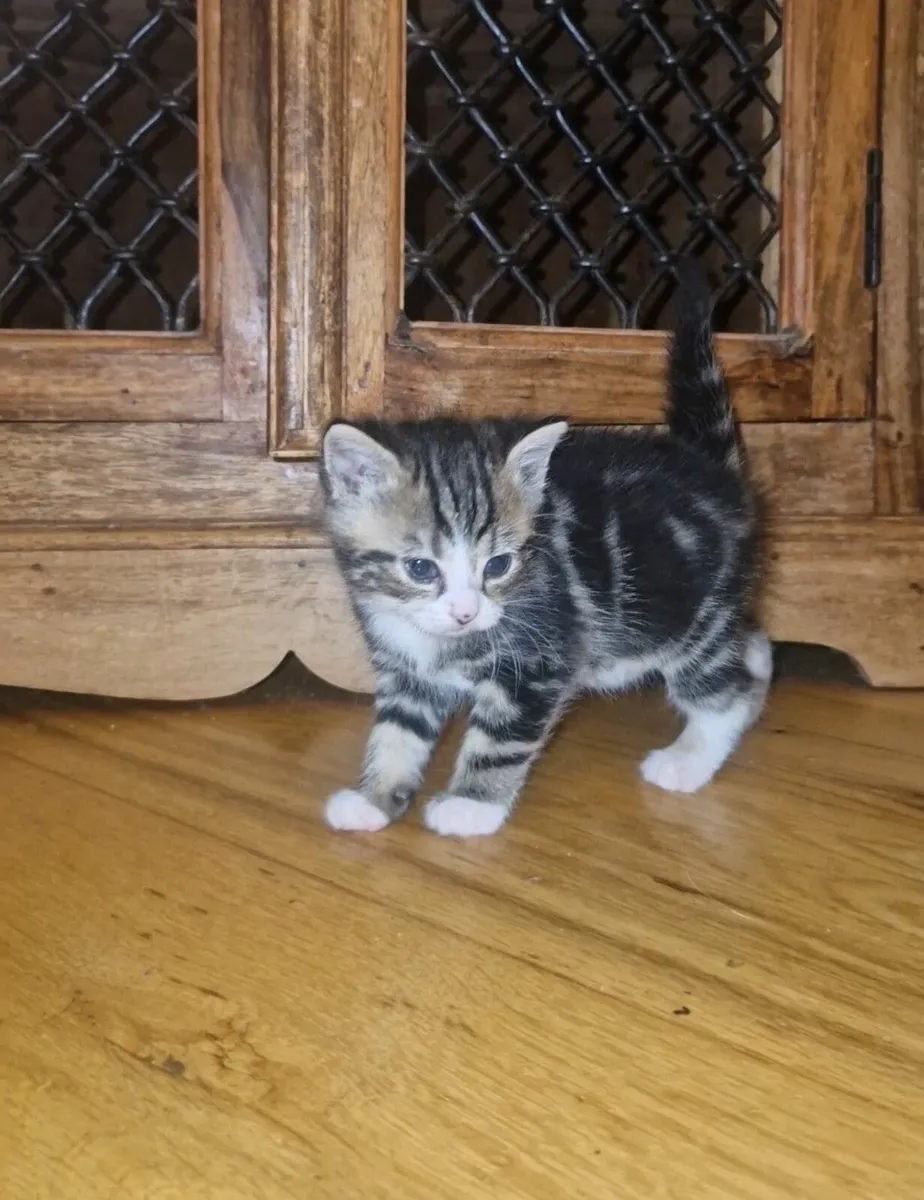 Kittens - Image 1