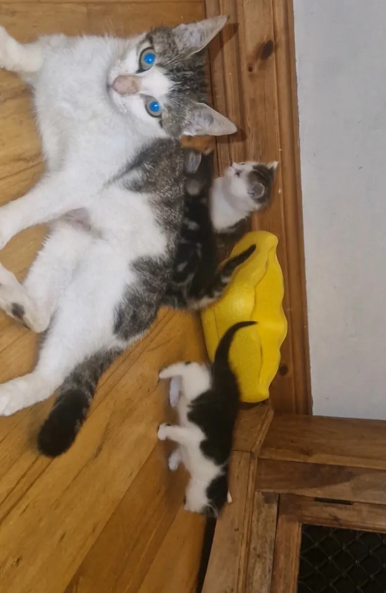 Kittens - Image 4