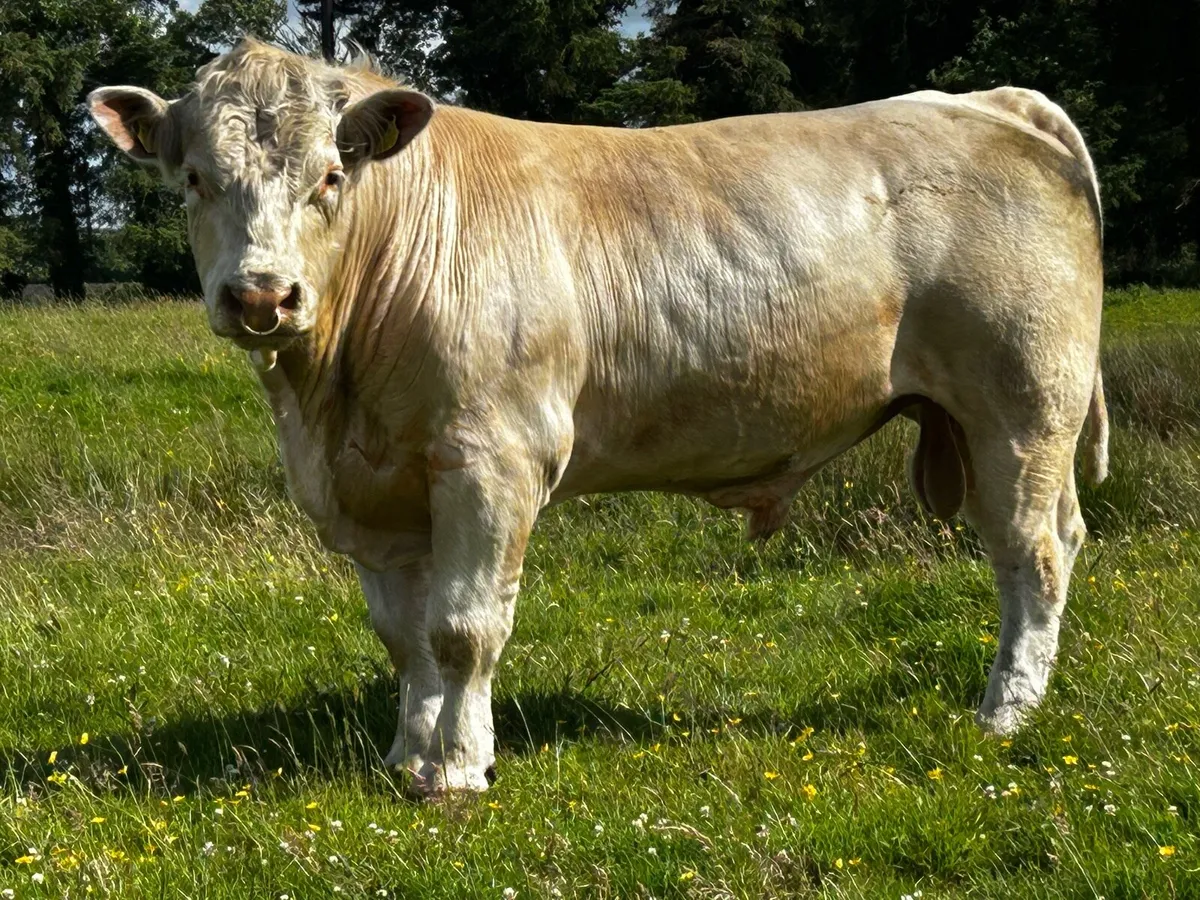 Pedigree Charolais Bull - Image 1