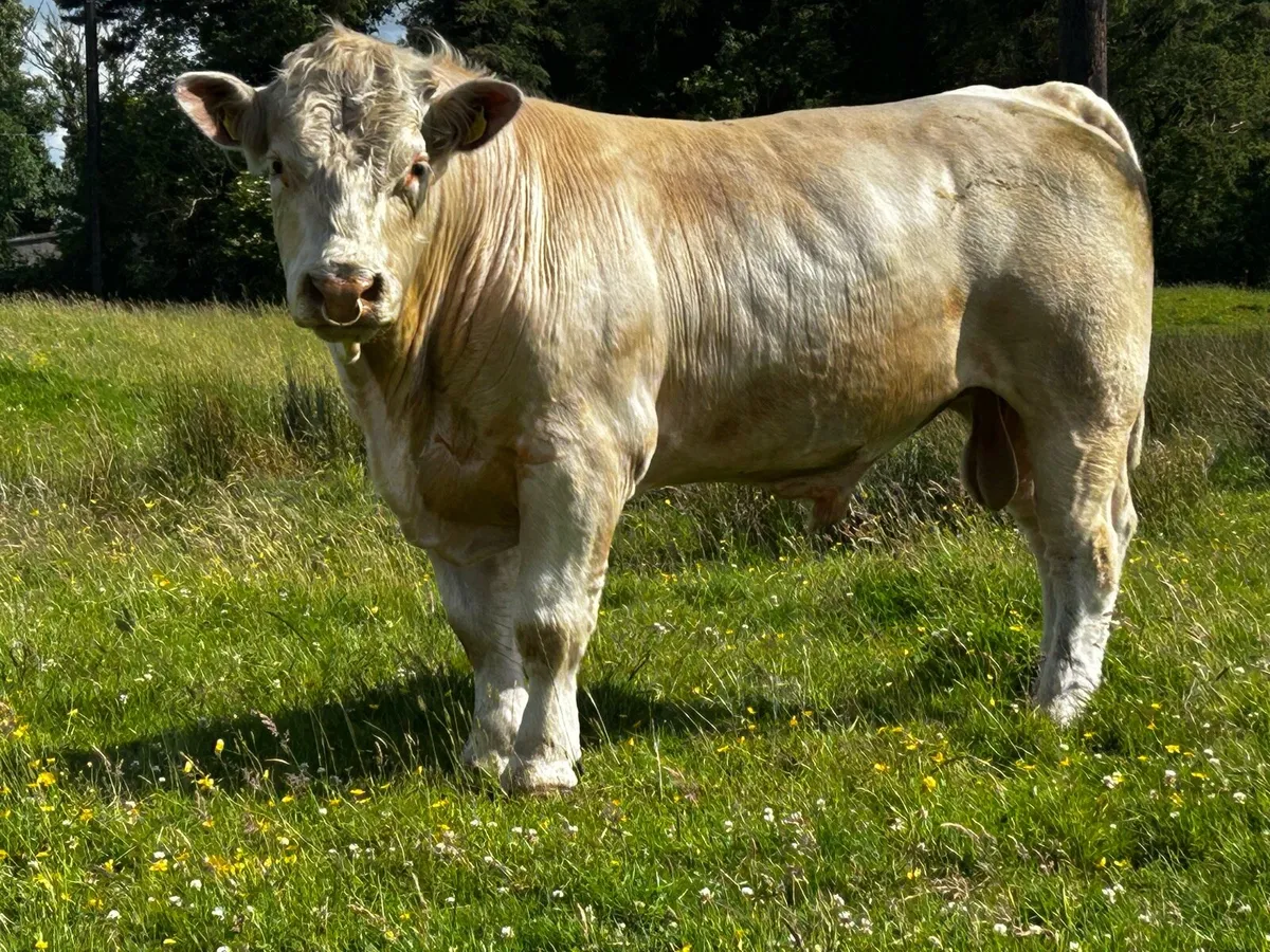 Pedigree Charolais Bull - Image 2