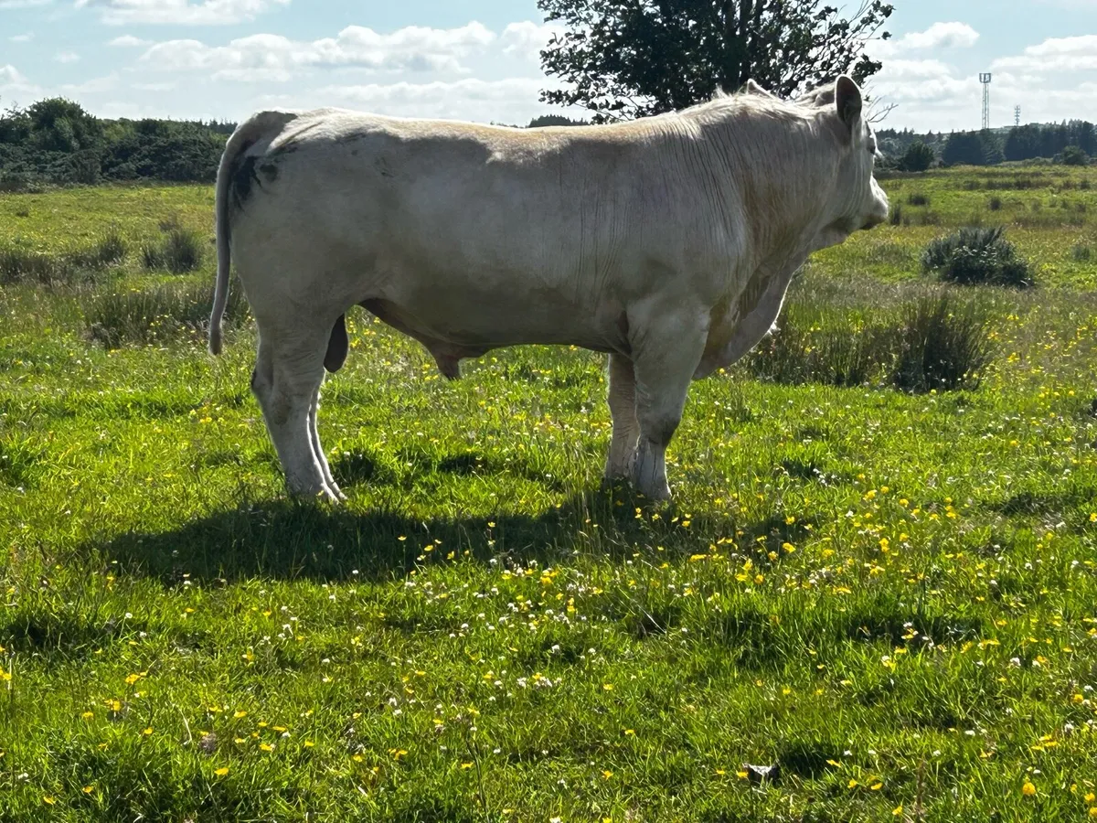 Pedigree Charolais Bull - Image 3