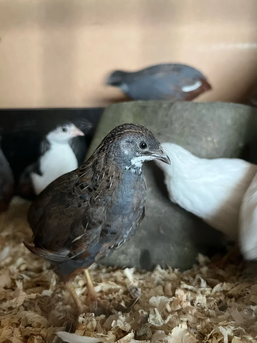 Male Button Quail - Image 1