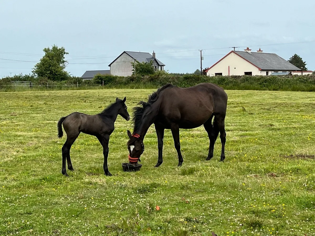 Mare & week old colt - Image 2