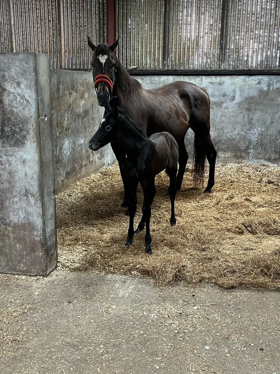 Mare & week old colt - Image 1