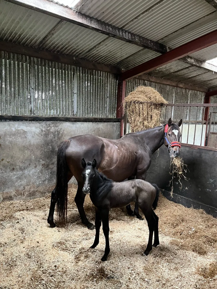 Mare & week old colt - Image 3