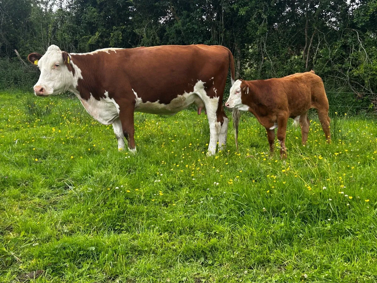4 Star Hereford Cow & Limousin Bull Calf - Image 1