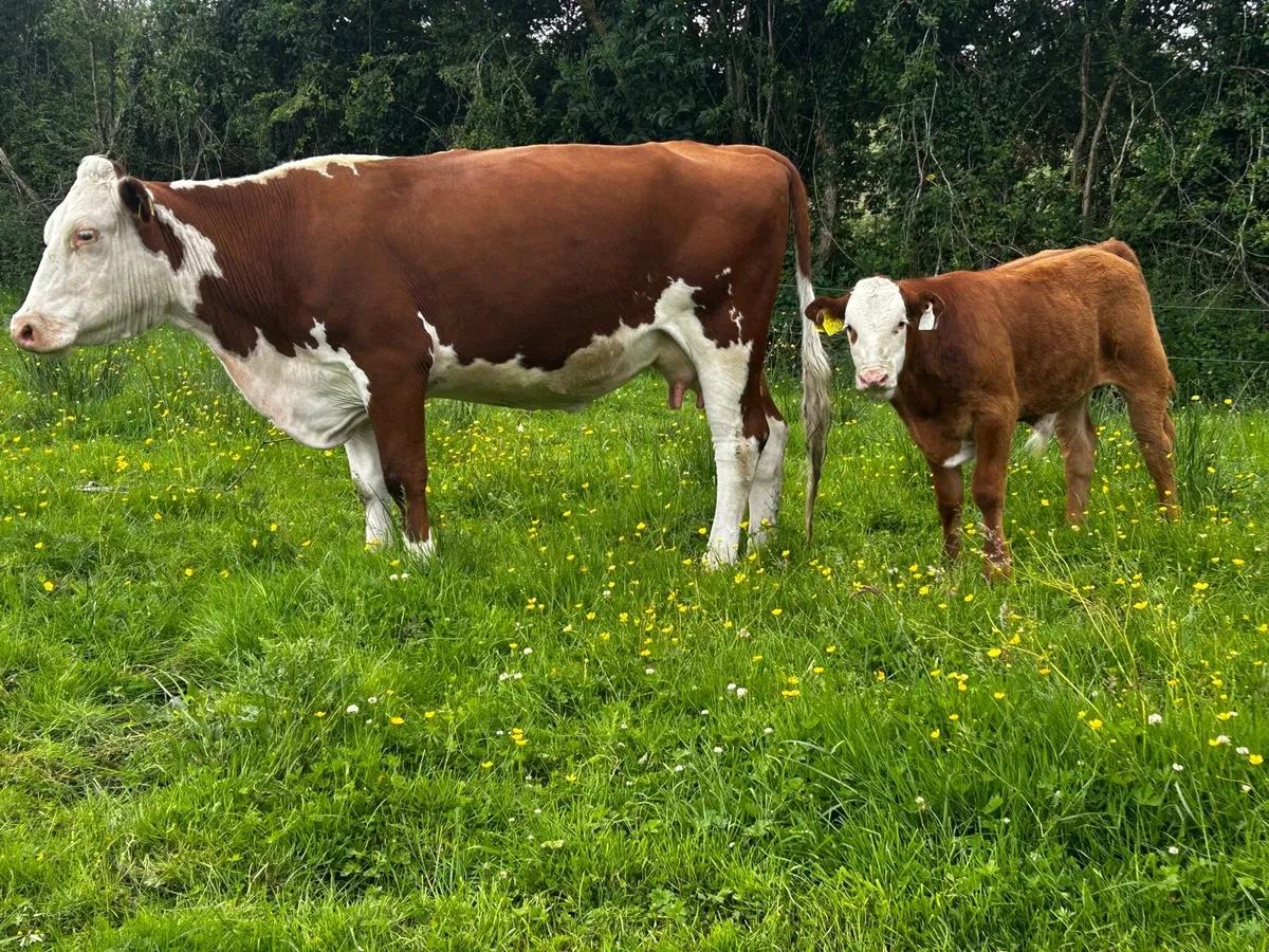 4 Star Hereford Cow & Limousin Bull Calf - Image 2