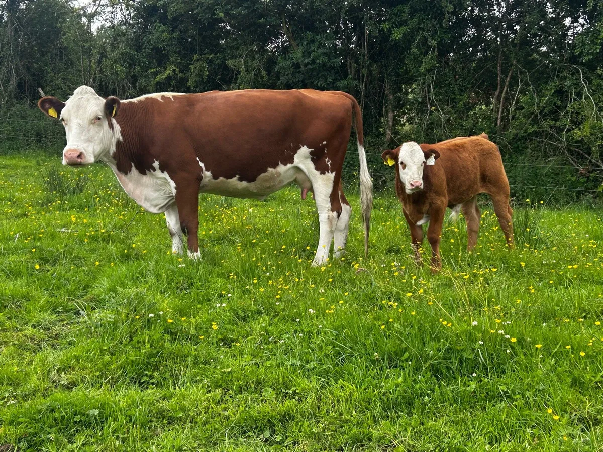 4 Star Hereford Cow & Limousin Bull Calf - Image 3