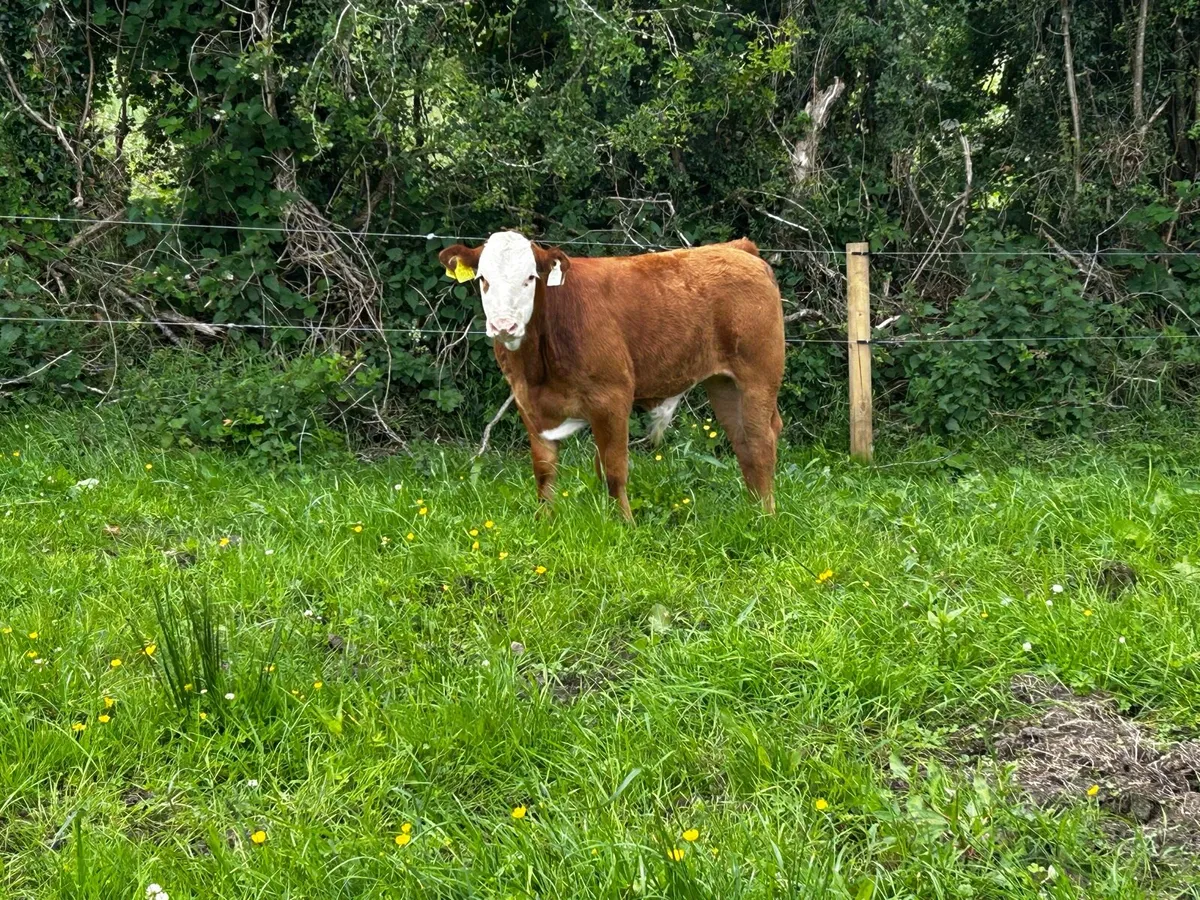 4 Star Hereford Cow & Limousin Bull Calf - Image 4