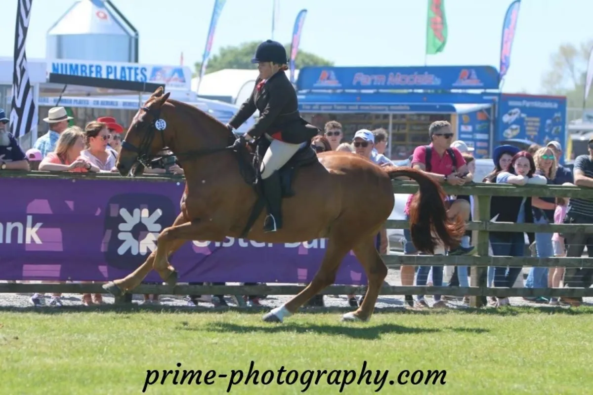 Show cob/ Allrounder - Image 2