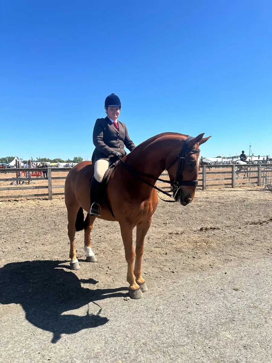 Show cob/ Allrounder - Image 1