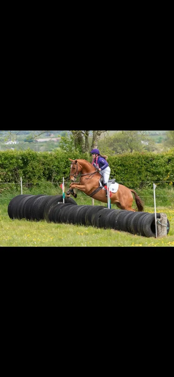 Show cob/ Allrounder - Image 3