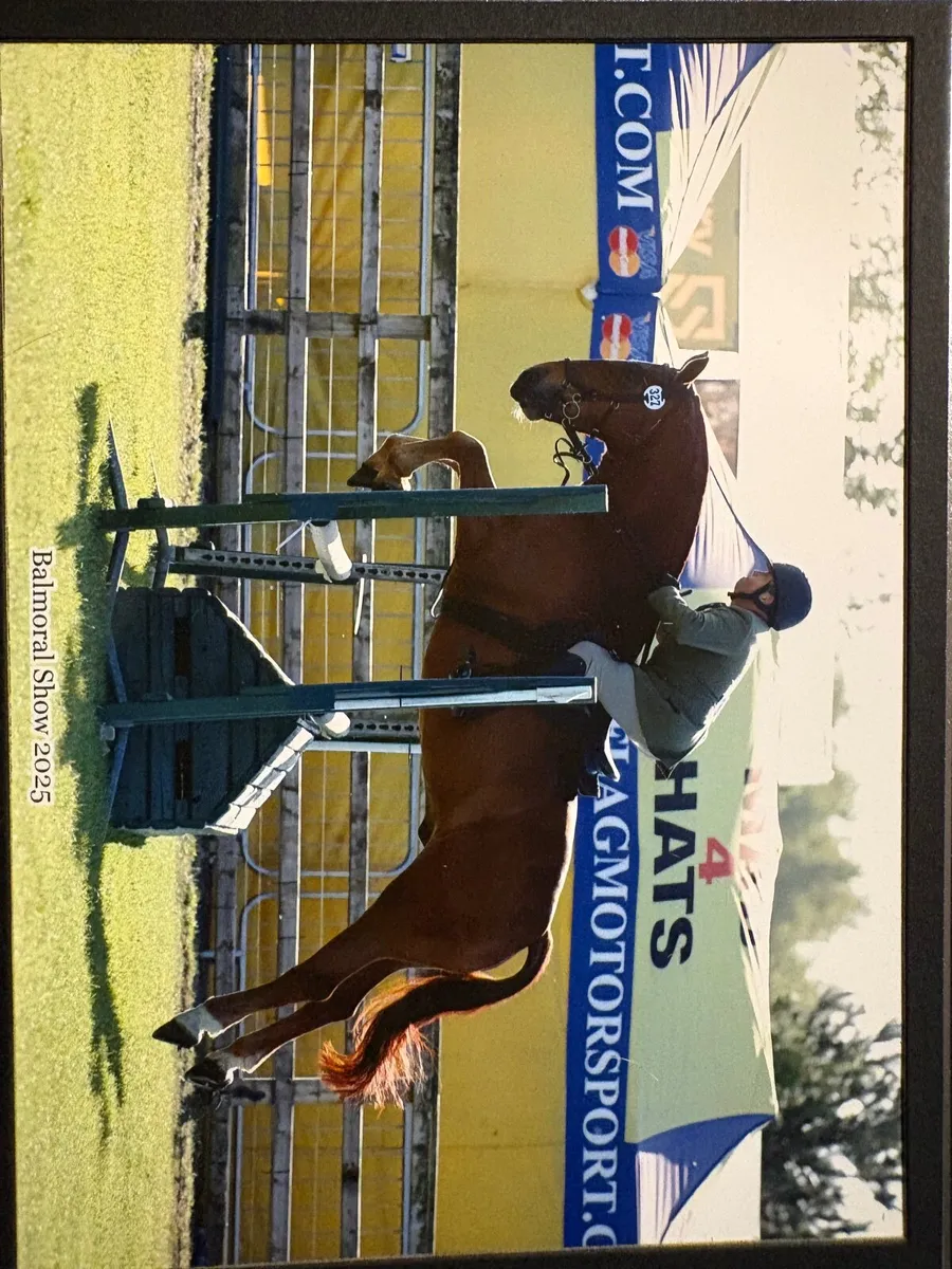 Show cob/ Allrounder - Image 4