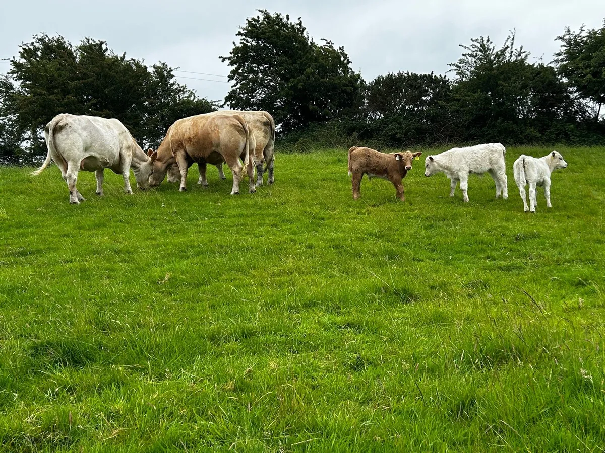 Three Super Charolais Cows & Calfs - Image 2
