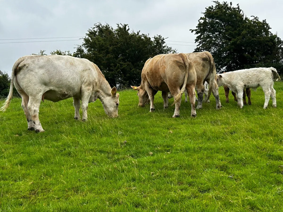 Three Super Charolais Cows & Calfs - Image 3