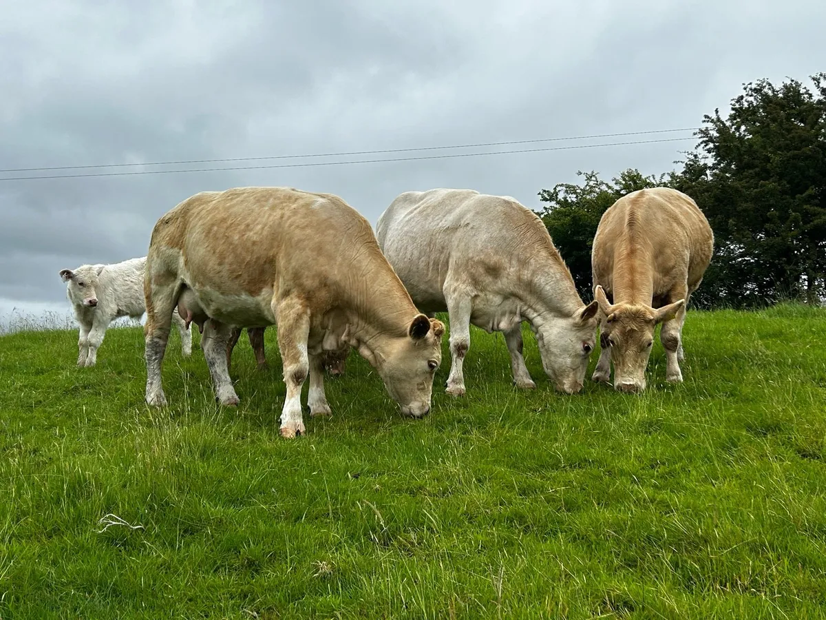 Three Super Charolais Cows & Calfs - Image 1
