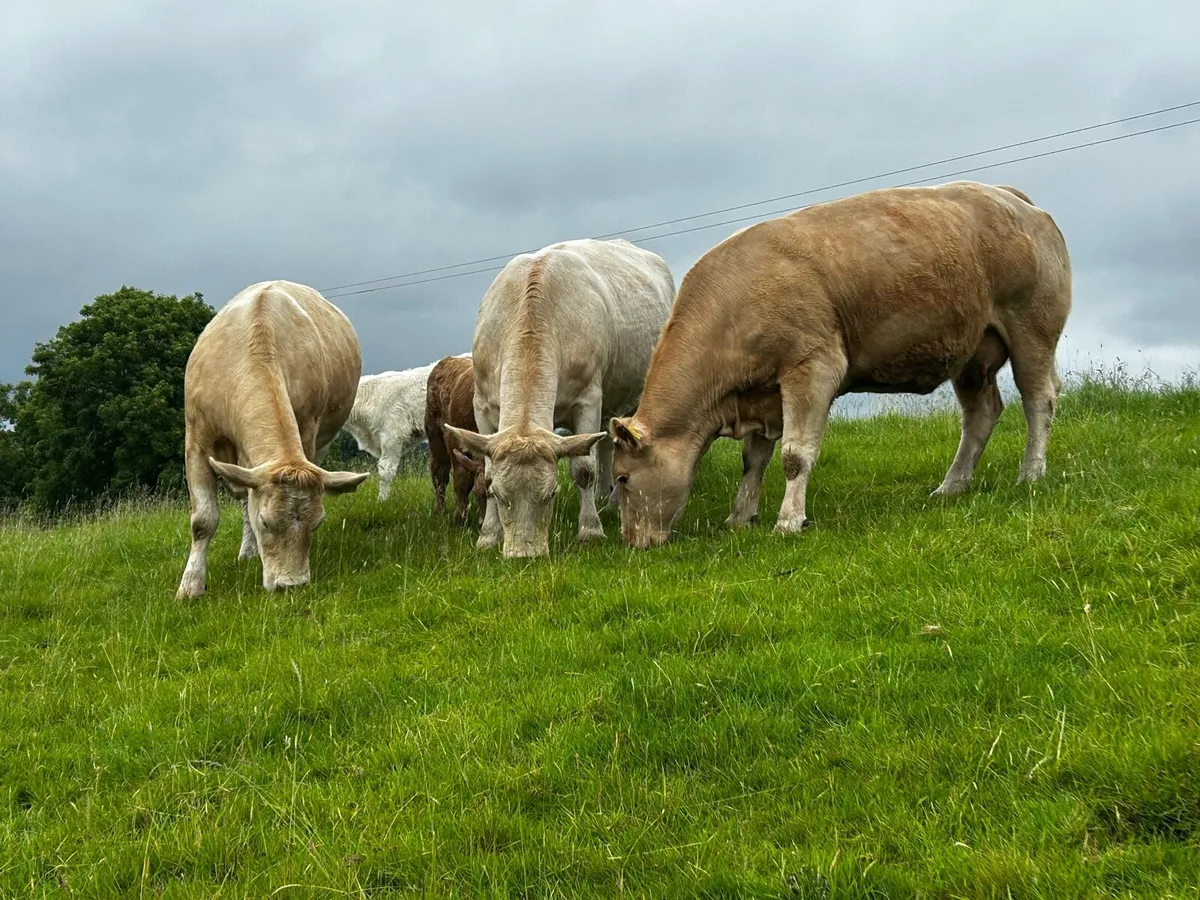Three Super Charolais Cows & Calfs - Image 4