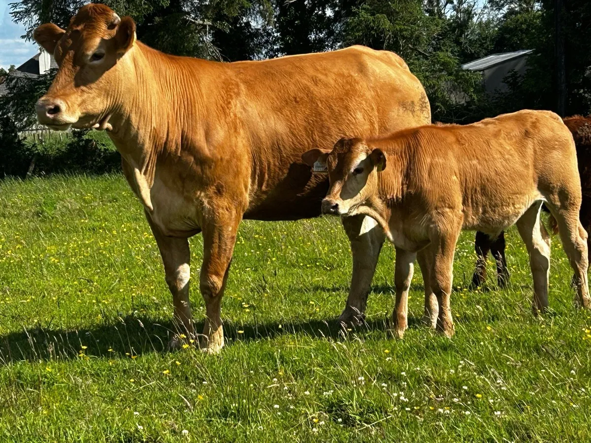 5 Star Limousin Cow & Bull Calf - Image 1