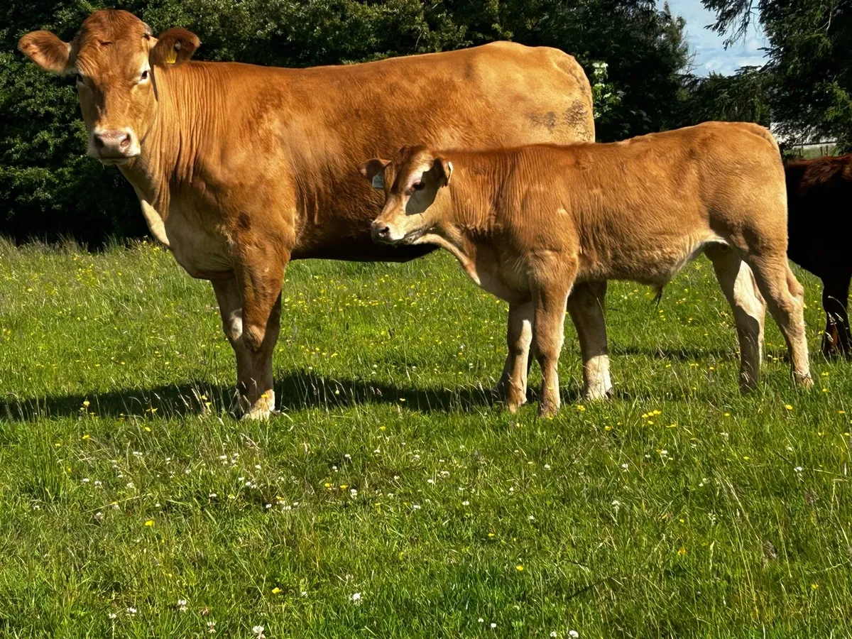 5 Star Limousin Cow & Bull Calf - Image 2