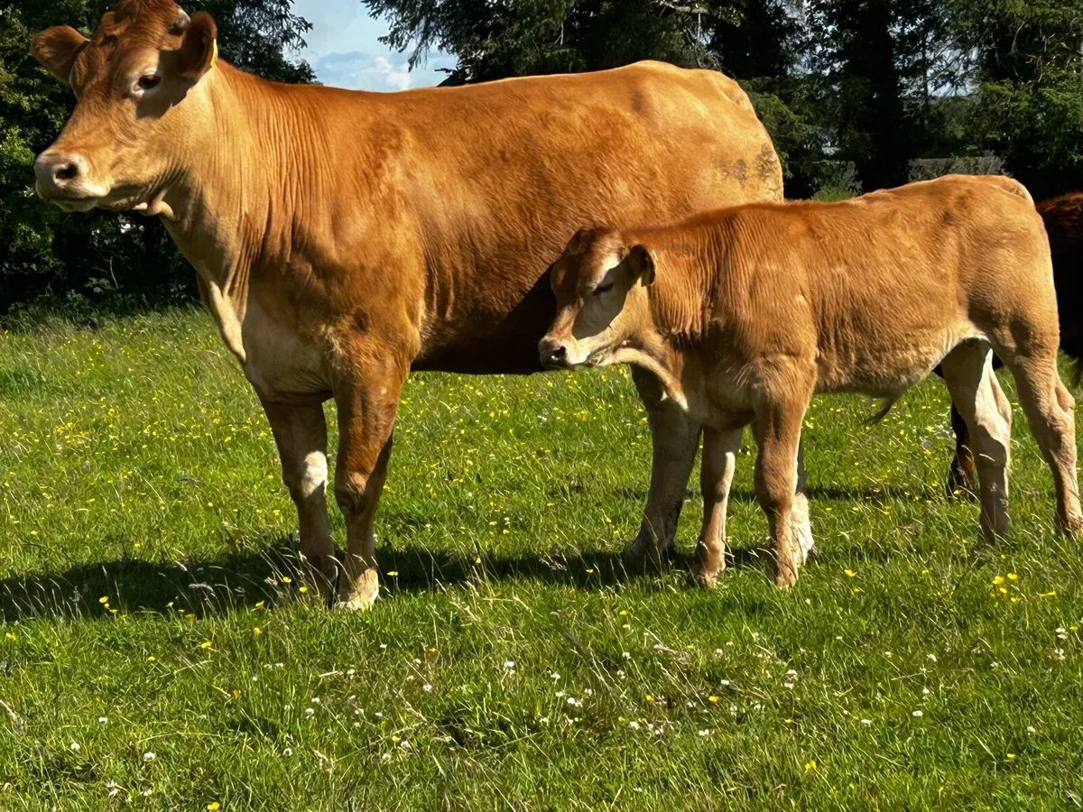 5 Star Limousin Cow & Bull Calf - Image 3