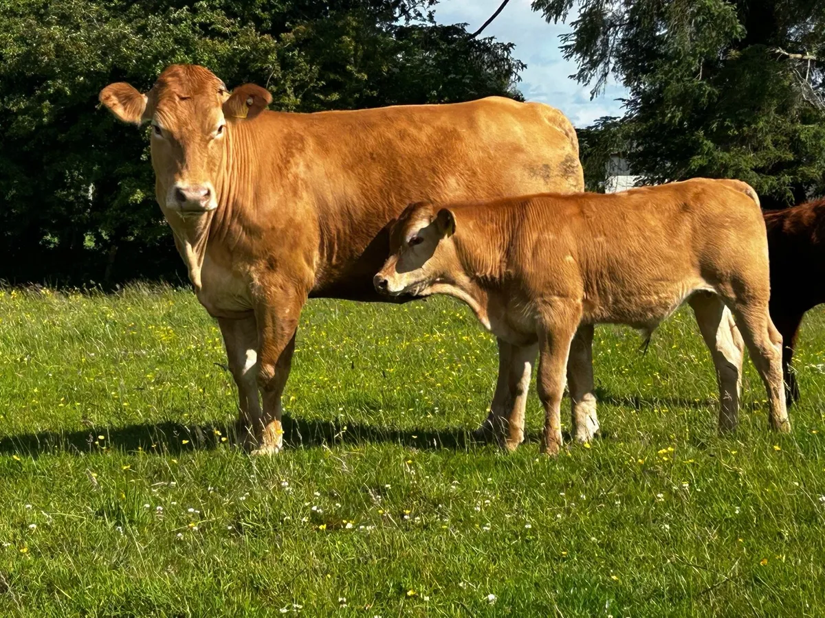 5 Star Limousin Cow & Bull Calf - Image 4