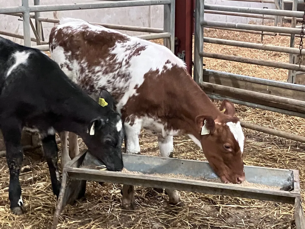2 shorthorn weanling heifers for sale - Image 3