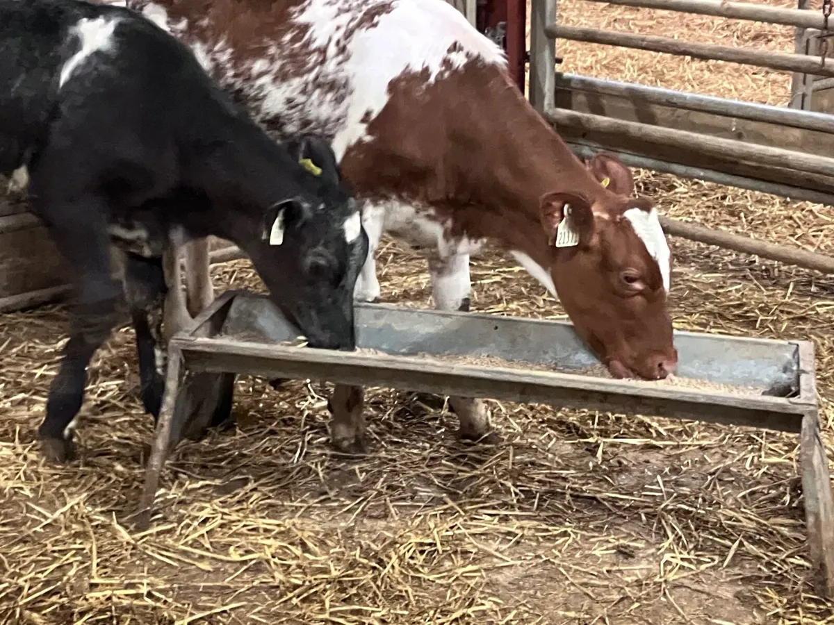 2 shorthorn weanling heifers for sale - Image 1
