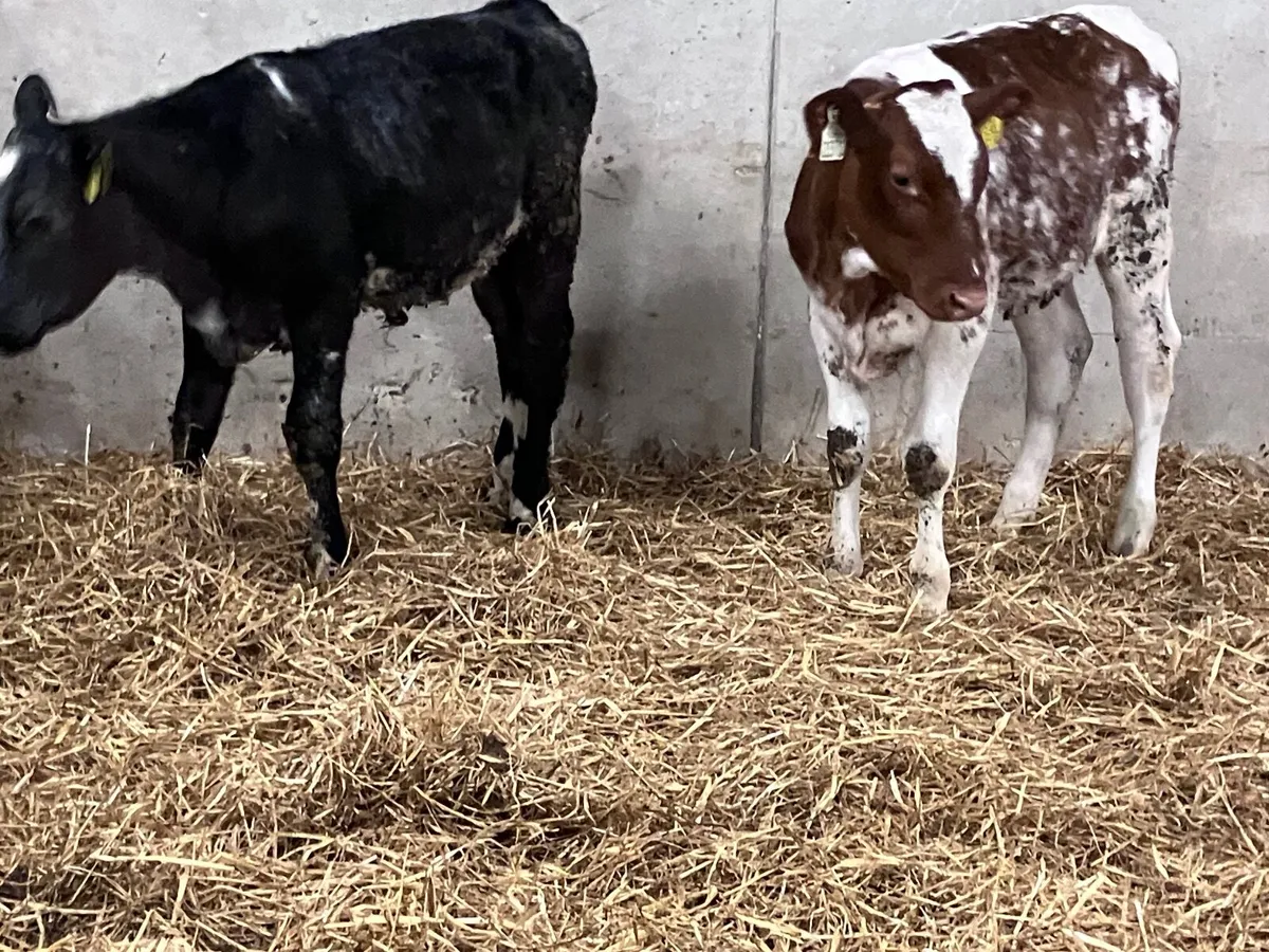 2 shorthorn weanling heifers for sale - Image 2