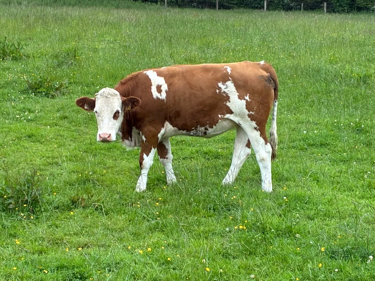 Simmental heifers for Ballymote Mart - Image 1