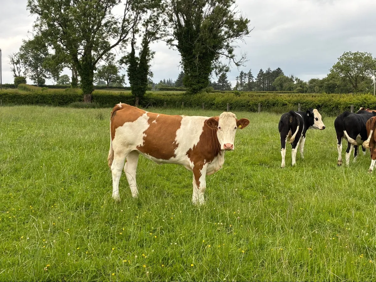 Simmental heifers for Ballymote Mart - Image 2