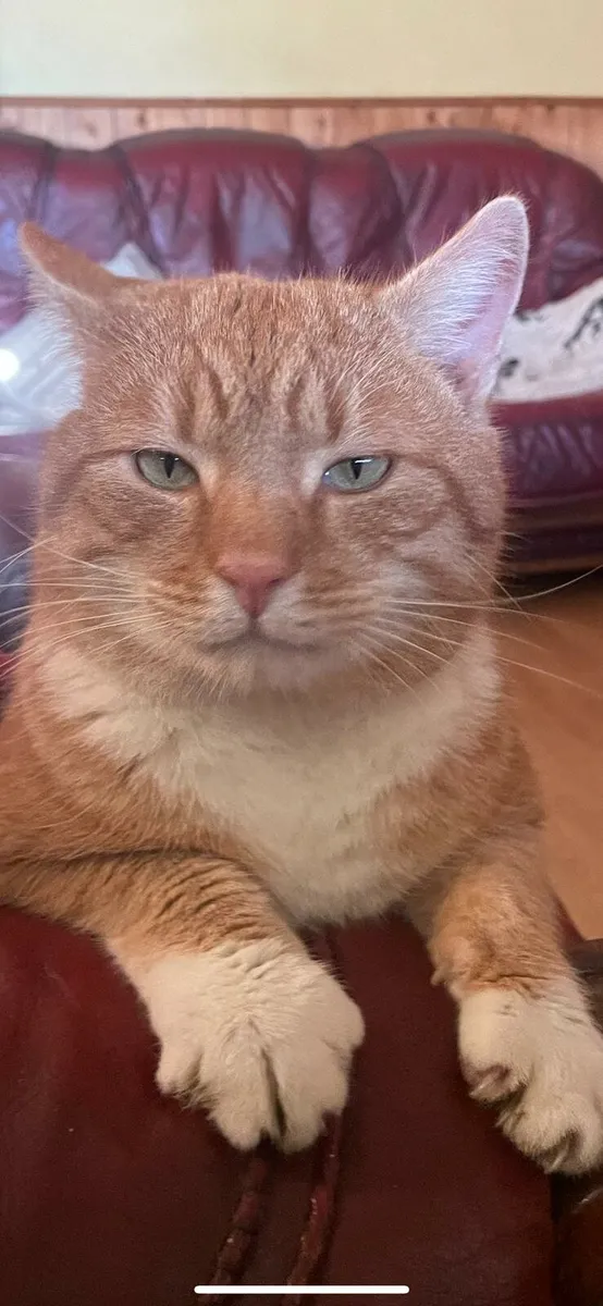 British shorthair/ red tiger 🐅 kittens - Image 1