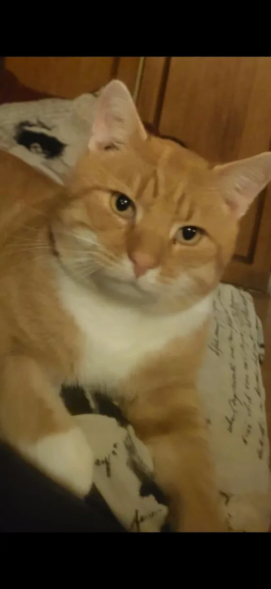 British shorthair/ red tiger 🐅 kittens - Image 3