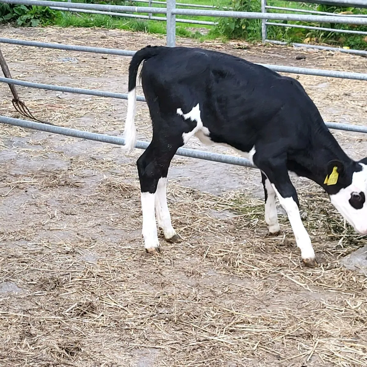 Top quality  calves  for sale - Image 3