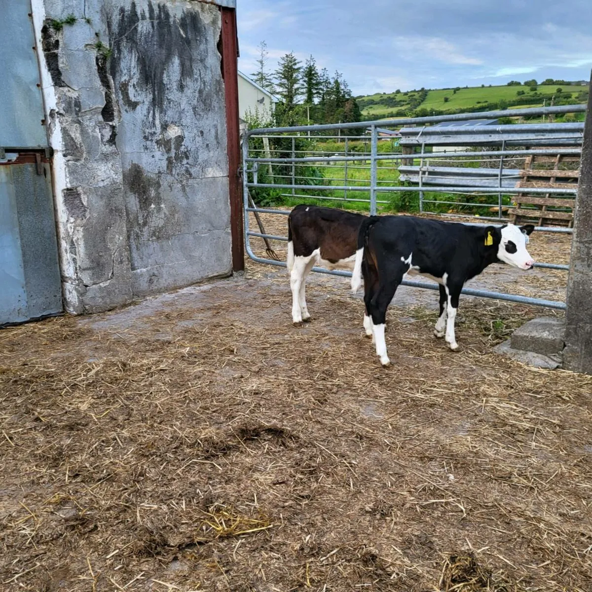 Top quality  calves  for sale - Image 4