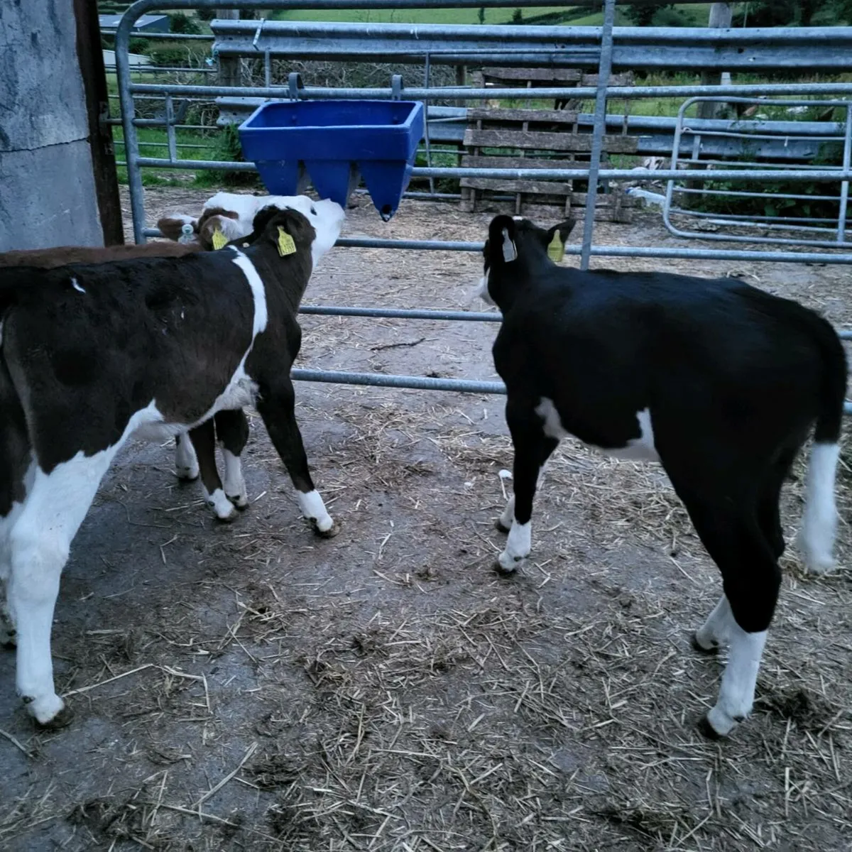Top quality  calves  for sale - Image 1