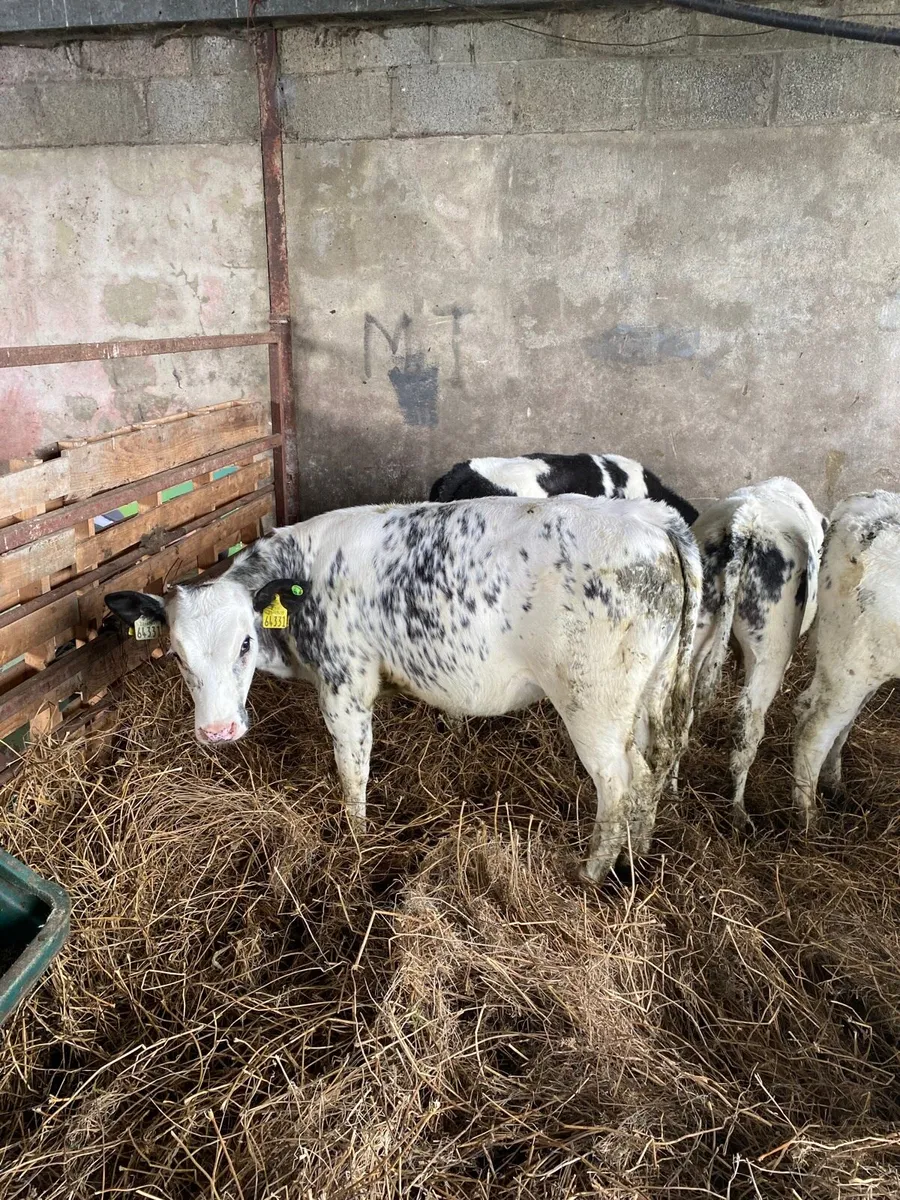 13 Belgian Blue Calves - Image 4