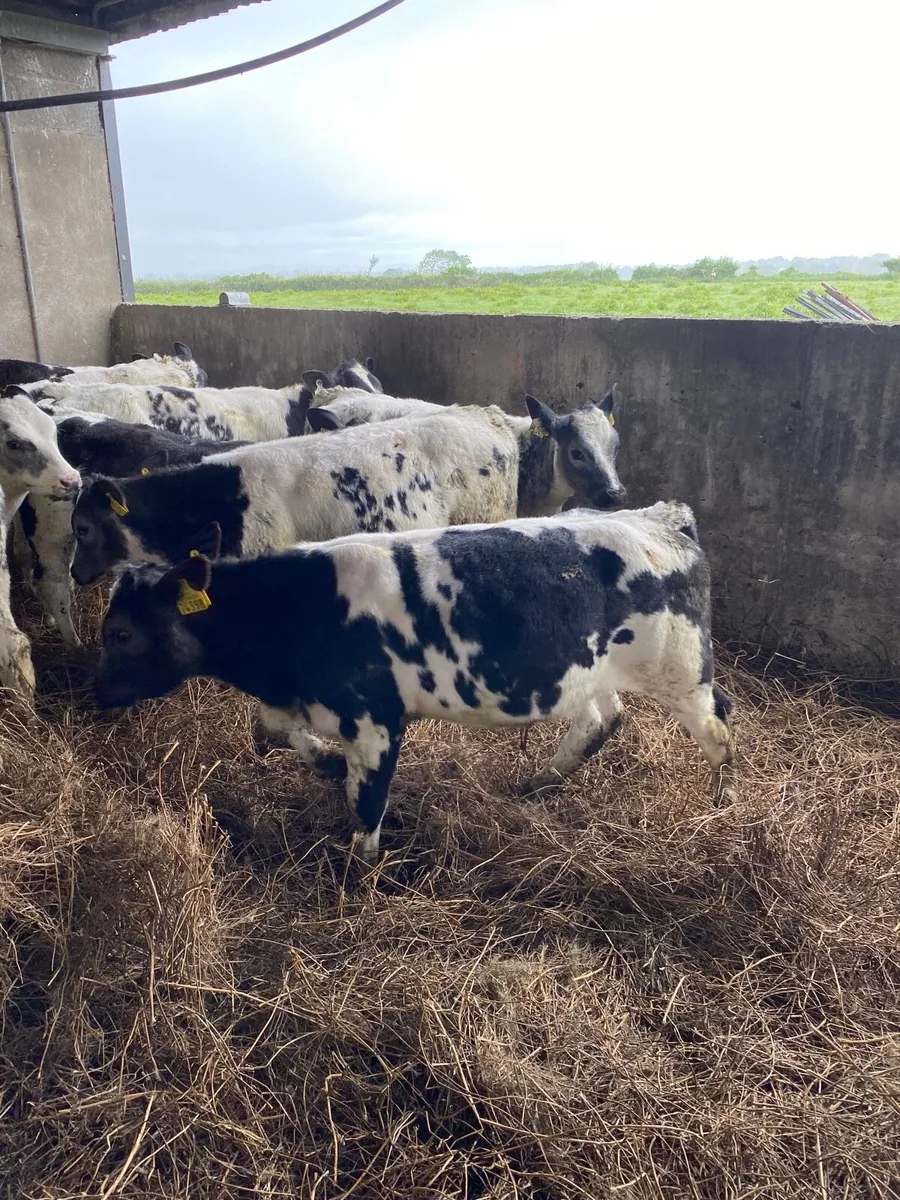 13 Belgian Blue Calves - Image 2
