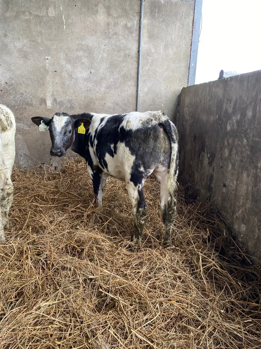 13 Belgian Blue Calves - Image 1