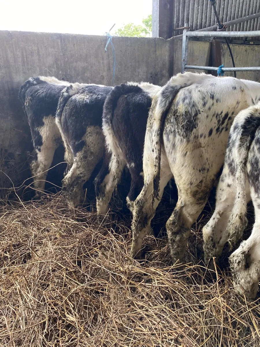 13 Belgian Blue Calves - Image 3