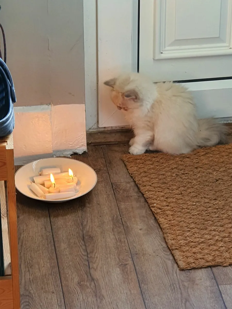 Elegant Persian Cat Ready for Her Forever Home - Image 1