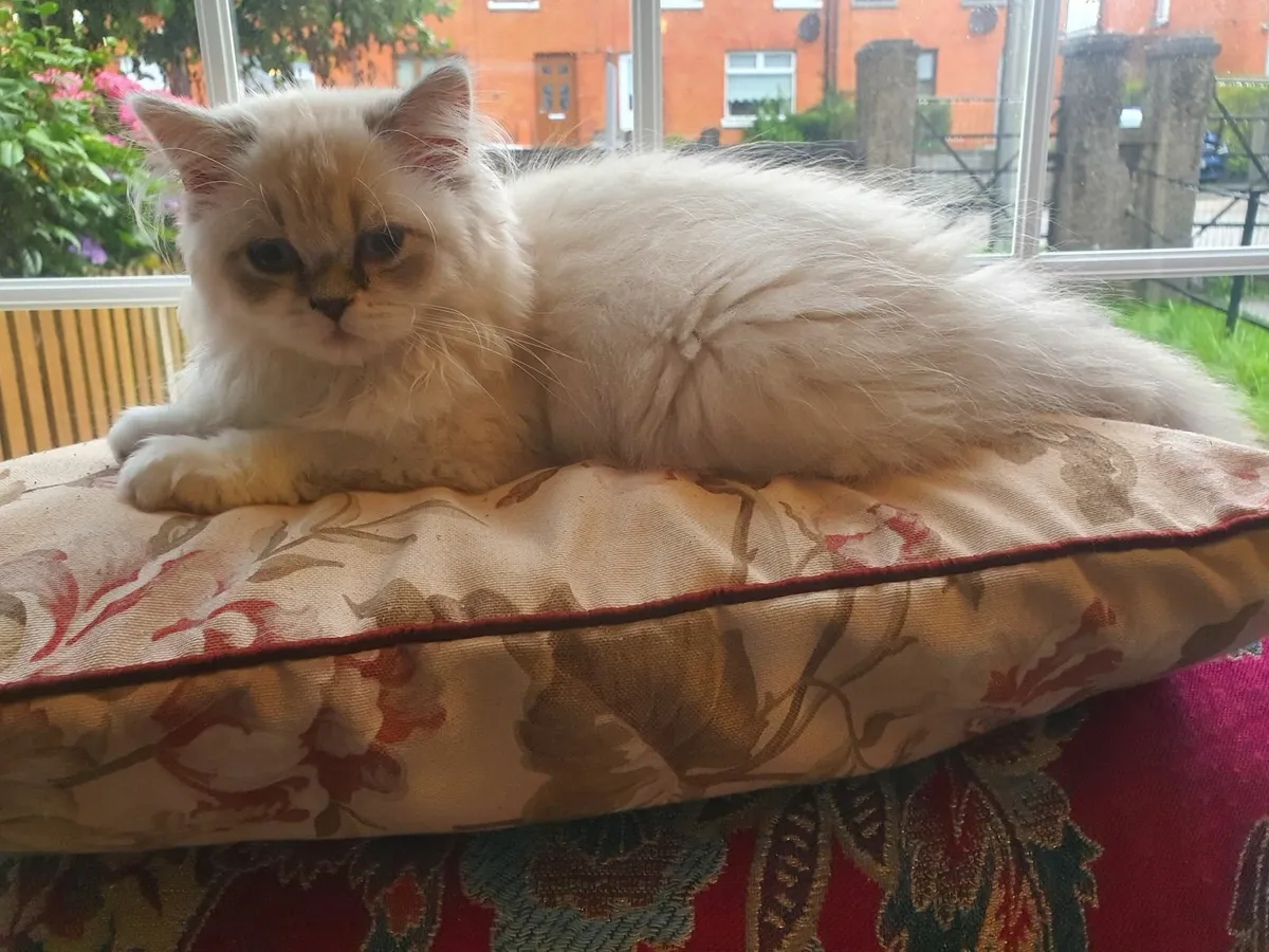Elegant Persian Cat Ready for Her Forever Home - Image 2